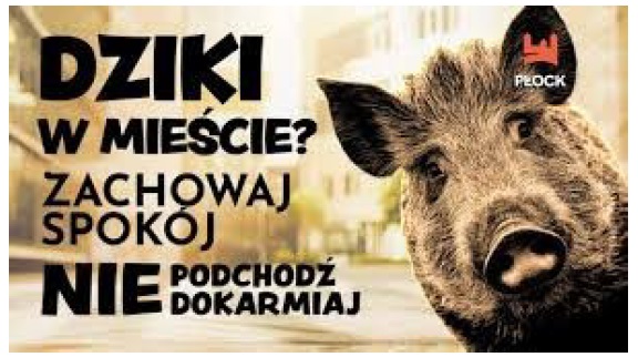 dzik 2025